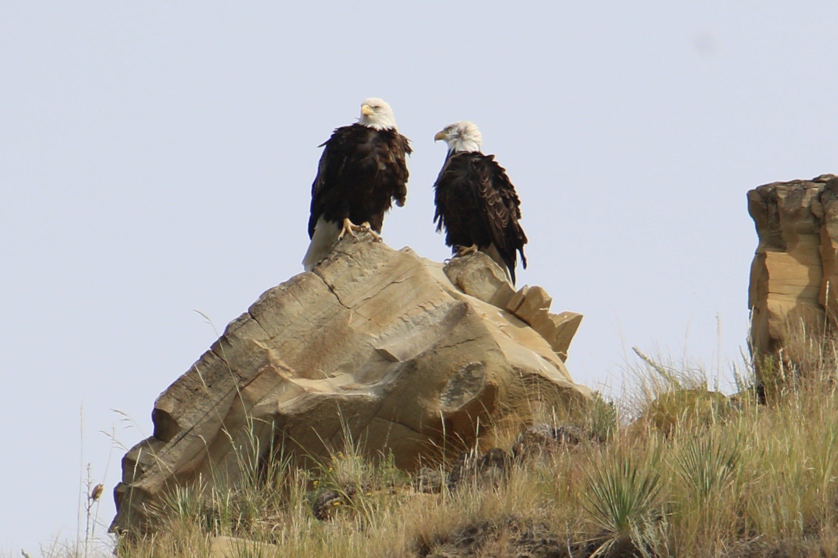 Pair of Bald Eagles